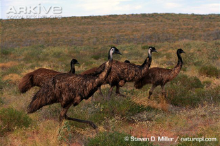 Illustration for article titled Flightless Friday - Dromaius novaehollandiae Edition